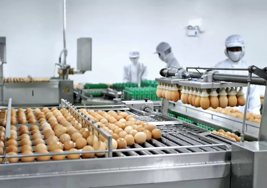 Линия переработки яичных продуктов